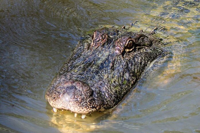 Aligator krokodyl