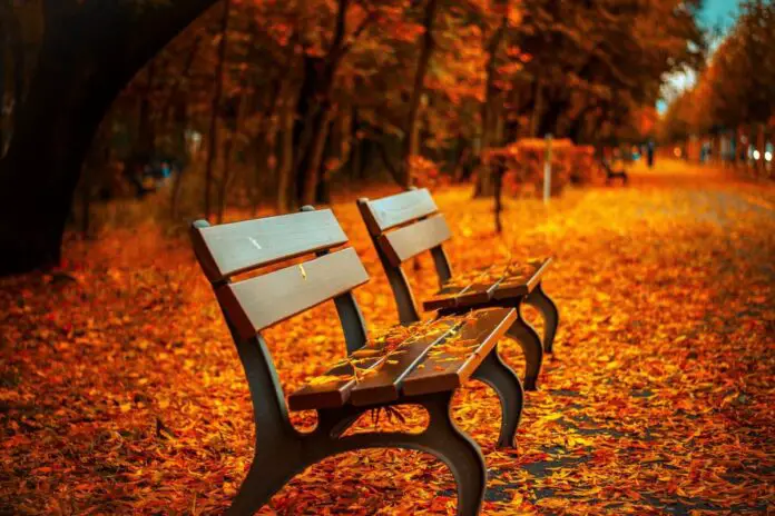 Jesień w parku. Zdjęcie ilustracyjne. Źródło: pixabay