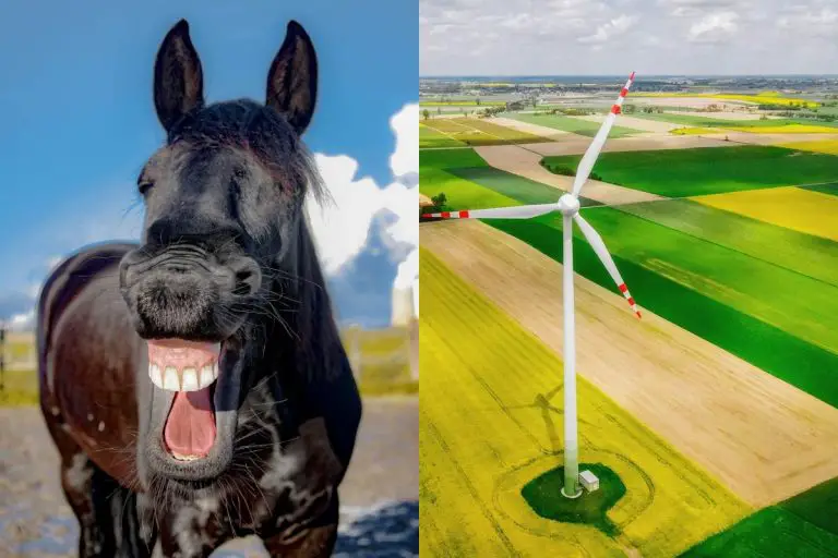 śmiech wiatraki ekologia koń