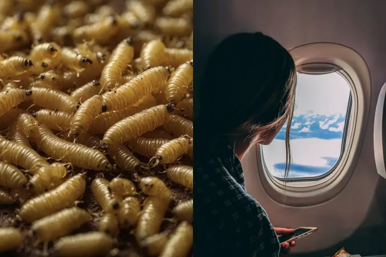 larwy, samolot, pasażer, lot