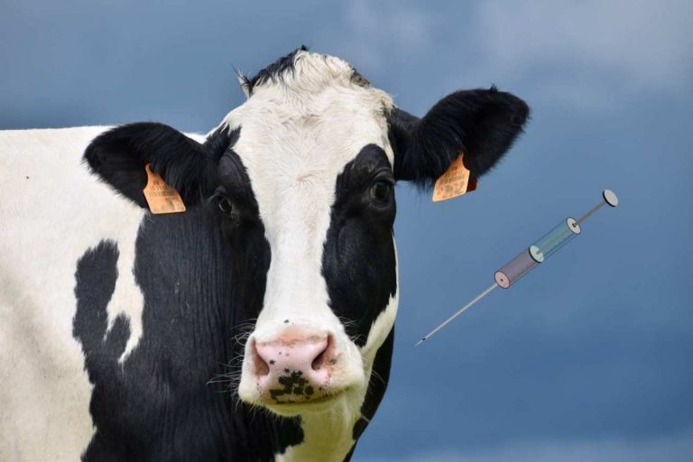 Krowa i szczepionka
