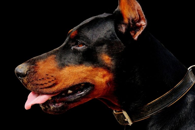 Pies rasy doberman. Zdjęcie ilustracyjne. Źródło: pixabay