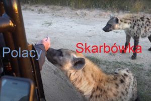 NCZAS.INFO | Polacy i skarbówka