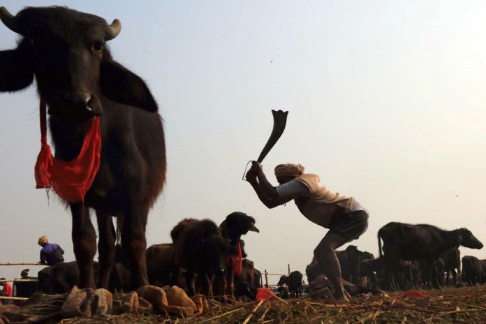 Festiwal Gadhimai i ubijanie zwierząt.