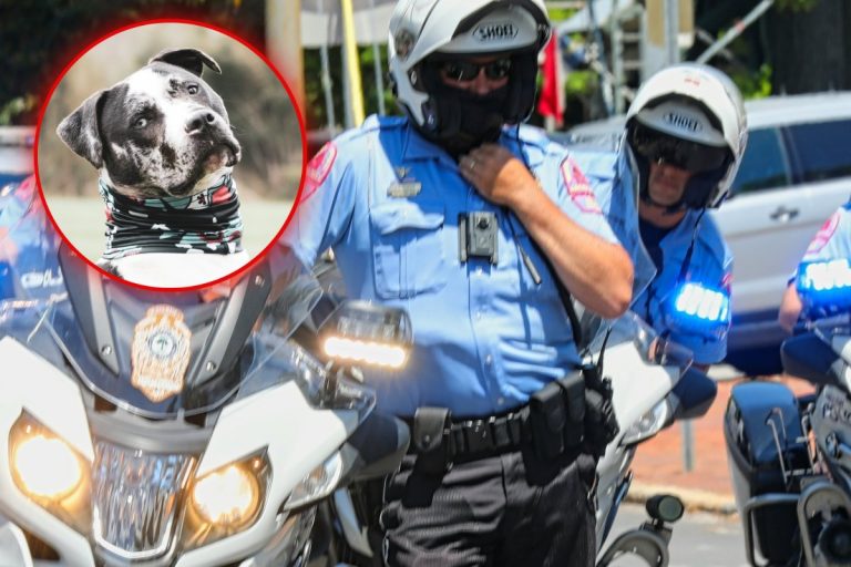 usa policja pit bull