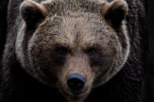 niedzwiedz brunatny