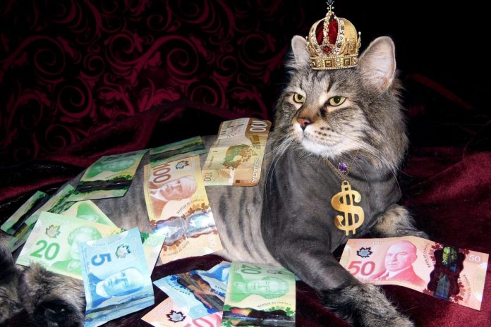 kot pieniadze majtek bogactwo kot kitku