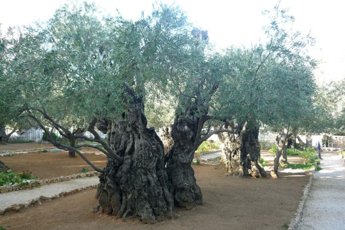 Izrael