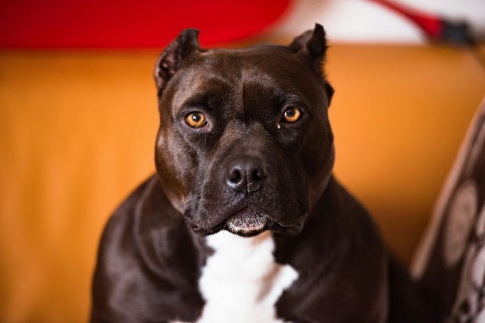 Pitbull.