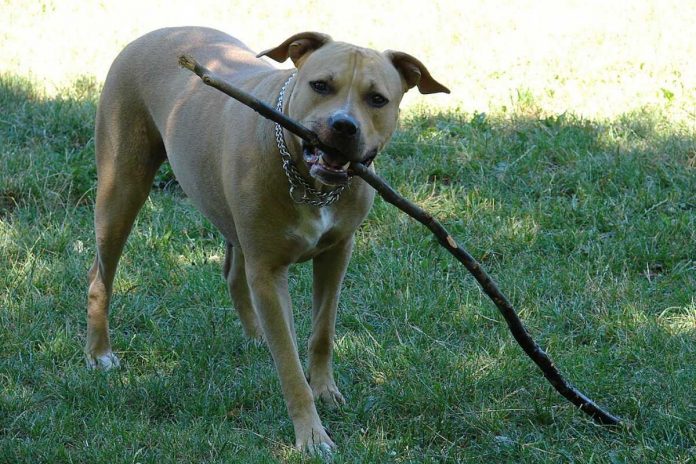 Amstaff.