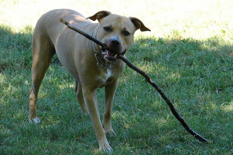 Amstaff.