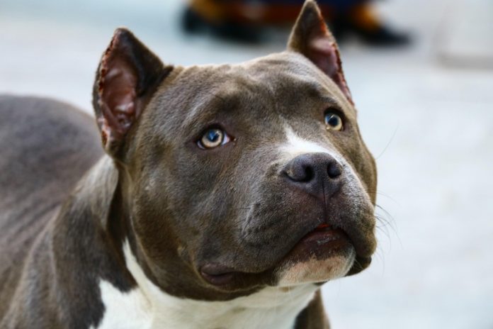 Pies rasy pit bull. Zdjęcie ilustracyjne. Źródło: pixabay