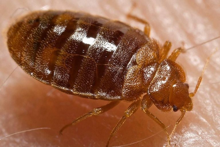 Pluskwy w służbie kryminalistyki