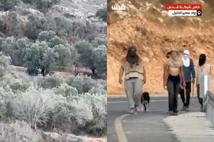 Atak izraelskich osadników na Palestyńczyków zbierających oliwki.