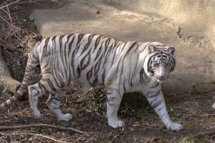 NCZAS.INFO | Tygrys biały. Zdjęcie ilustracyjne. Źródło: wikimedia/Photo by Greg Hume