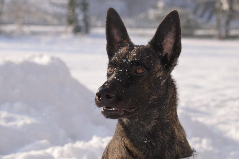 NCZAS.INFO | Pies rasy owczarek holenderski. Zdjęcie ilustracyjne. Źródło: pixabay