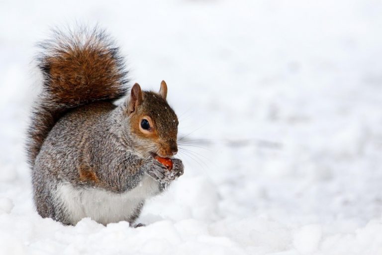 NCZAS.INFO | Wiewiórka na śniegu. Zdjęcie ilustracyjne. Źródło: pixabay