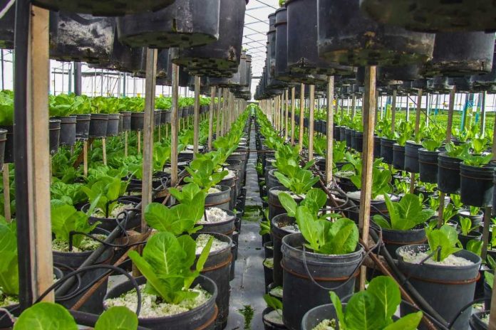 NCZAS.INFO | Plastikowe doniczki już niedługo będą zakazane w Unii Europejskiej. Zdjęcie ilustracyjne.