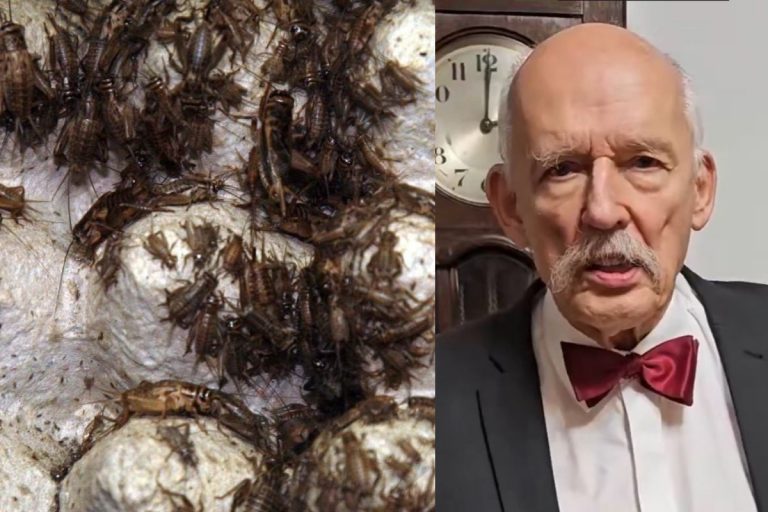 robaki robale swierszcz domowy jkm janusz korwin-mikke