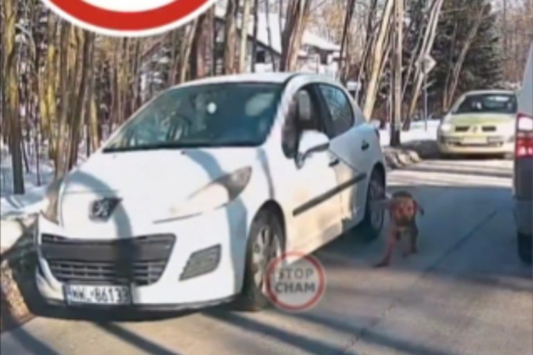 zabki pies stop cham