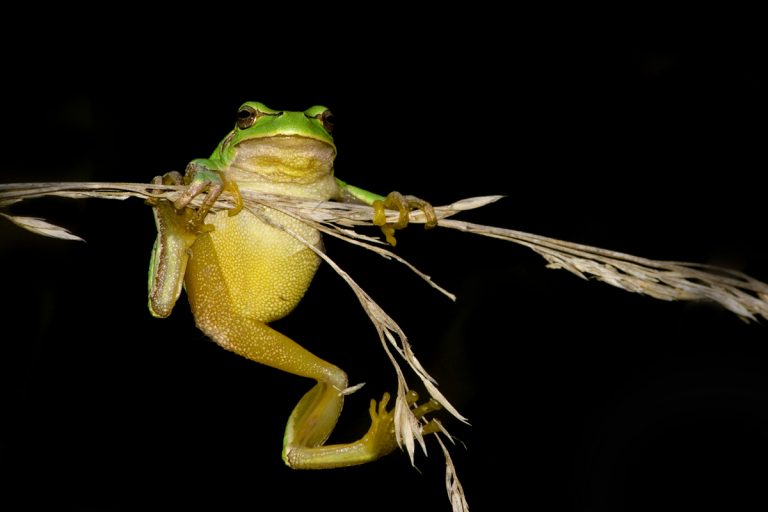 NCZAS.INFO | Rzekotka drzewna, jeden z licznie występujących w Polsce płazów. Foto: wikimedia/Matteo De Maria