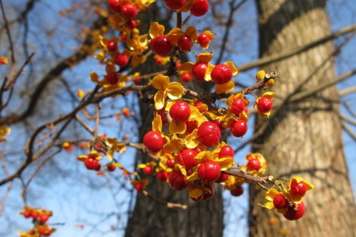 dlawisz okraglolistny celastrus orbiculatus