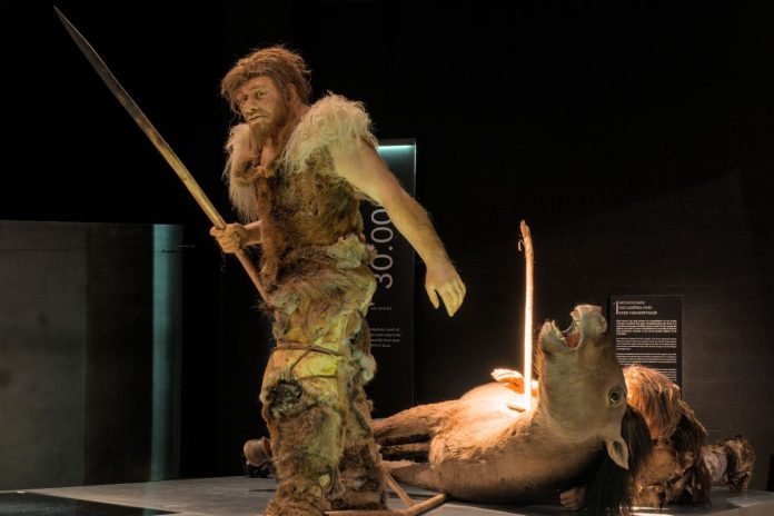 Neandertalski myśliwy, rekonstrukcja w Gallo-Romeins Museum.