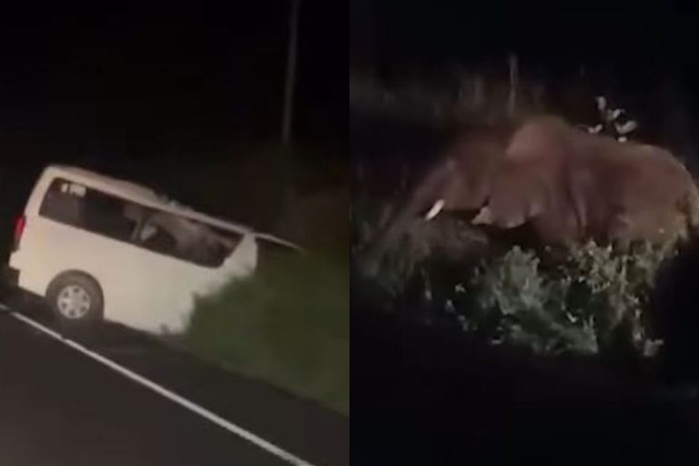 Minibus przejeżdżający przez park narodowy Murchison Falls w Ugandzie zderzył się ze słoniem.