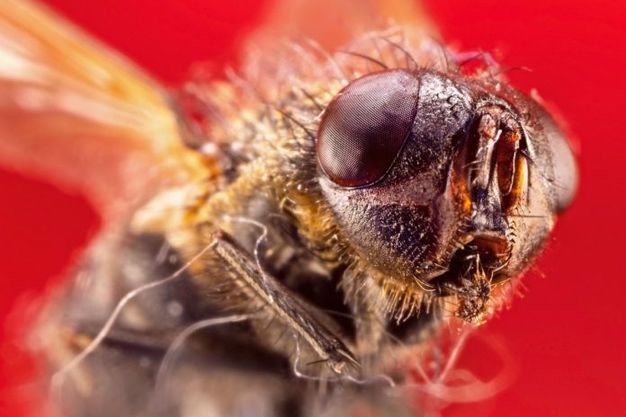 NCZAS.INFO | W Stanach Zjednoczonych narasta obawa przed muchami, które atakują bydło. Zdjęcie ilustracyjne. / FOTO: Pixabay