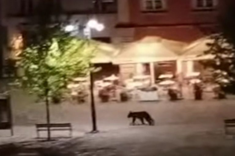 Niedźwiedź na rynku w Przemyślu.