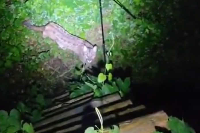NCZAS.INFO | Puma nagrana przez myśliwego w lesie w gminie Polanów. Foto: print screen X