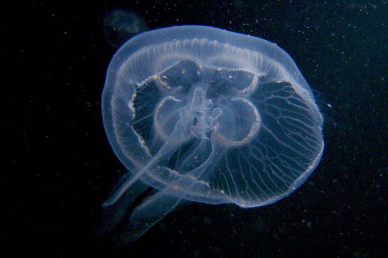 Napływ meduz wymusił zamknięcie reaktorów w elektrowni jądrowej