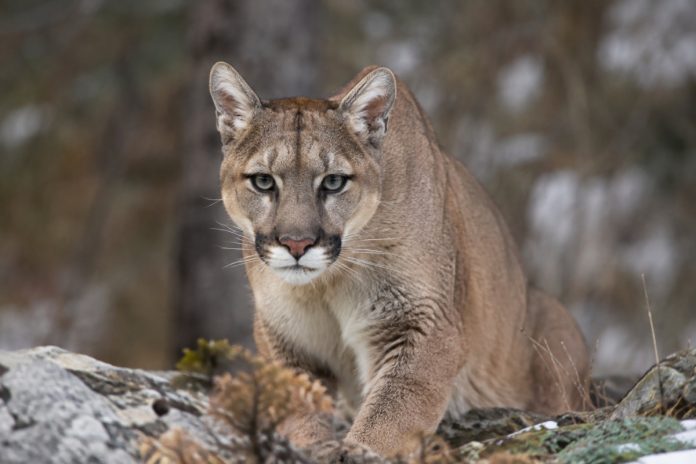 puma