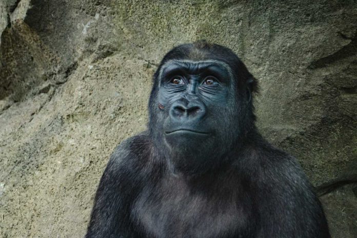 Małpa, goryl, zoo.