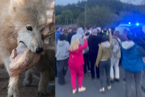 mieroszew zoo laczna policja