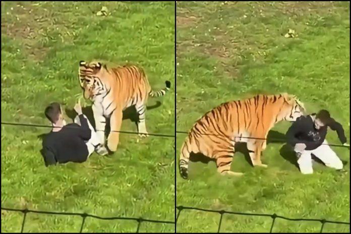 NCZAS.INFO | Tygrys zabił mężczyznę Yorkshire Wildlife Park. Foto: print screen X