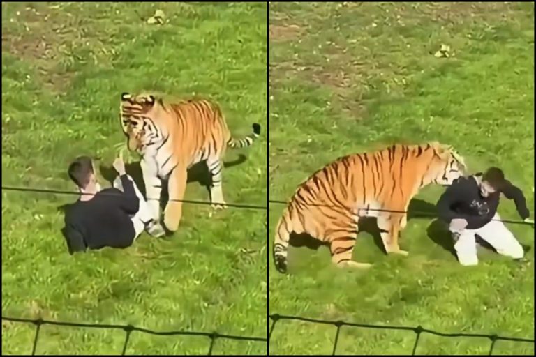 NCZAS.INFO | Tygrys zabił mężczyznę Yorkshire Wildlife Park. Foto: print screen X