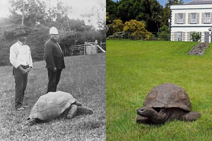 NCZAS.INFO | Żółw Jonatan sfotografowany w 1886 roku i w 2022 roku. Źródło: wikimedia