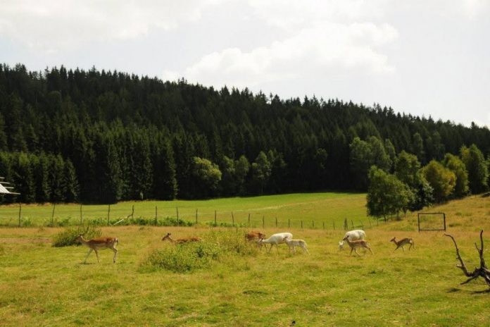 zoo laczna