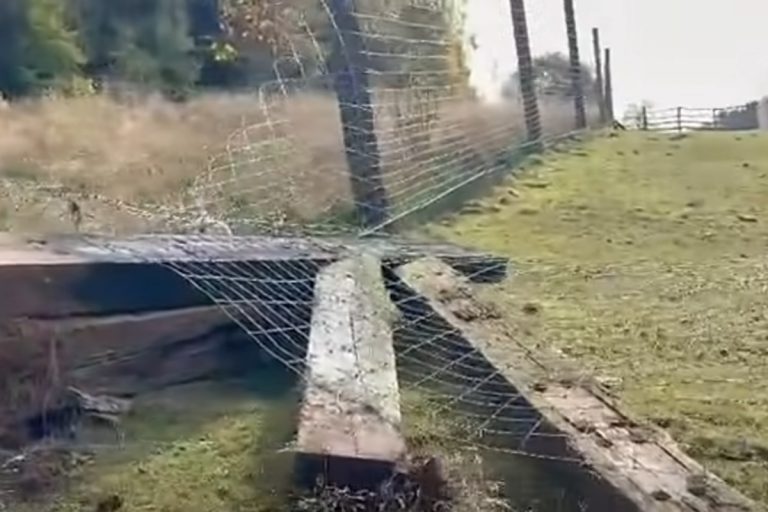 zniszczone ogrodzenie wybieg zoo laczna